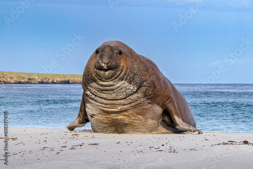 Southern Elephant Seal juvenile male coming ashore