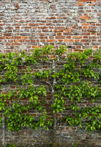 A carefully pruned espalier fruit tree