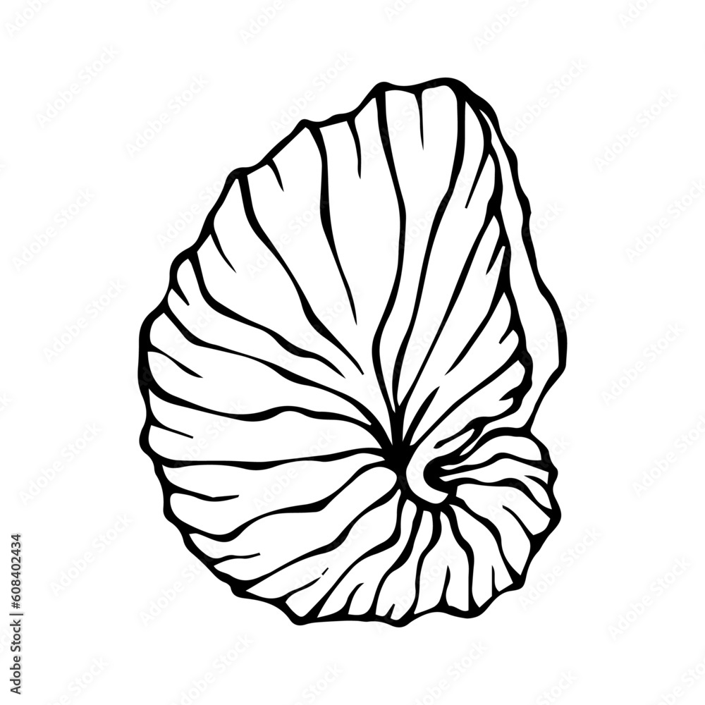 Seashells sketch set. Vector graphics. Seashells sketch set. Vector graphics.