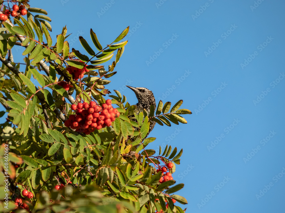 Beautiful autumn scenery of the Common starling or European starling (Sturnus vulgaris) sitting in a mountain ash with orange fruits