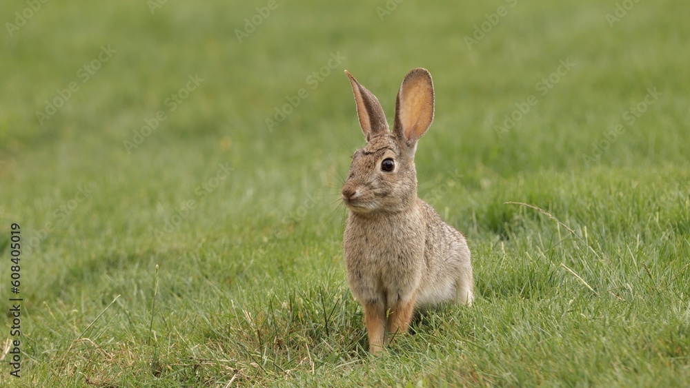 Fototapeta premium A young rabbit eats fresh spring grass in a California park.