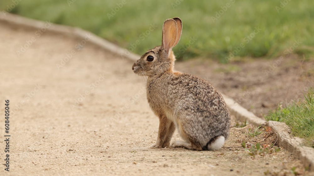 A young rabbit eats fresh spring grass in a California park. A young rabbit eats fresh spring grass in a California park.