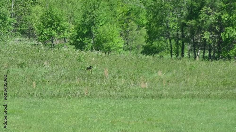 Young Black Bear in the Meadow