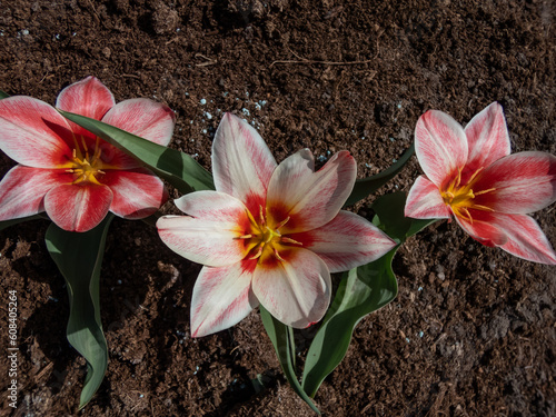 Small tulip 'Dr. Stikane' flowering with bicolor flowers in white and red in early spring in the garden