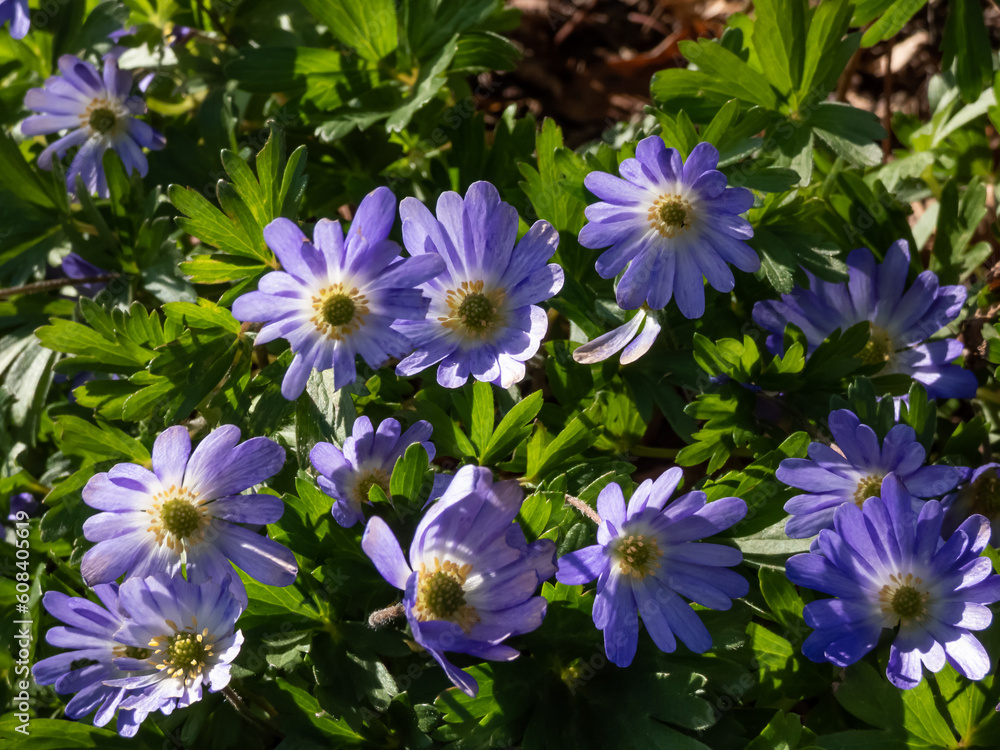 Close-up of the Balkan anemone, Grecian windflower or winter windflower (Anemone blanda or Anemonoides blanda) blooming in bright sunlight in garden in early spring