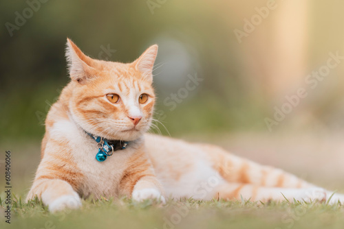 The cat is lying on the lawn in the garden.