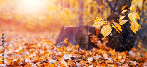 Autumn forest with yellow leaves on a tree and on the ground near a stump in sunny weather photo