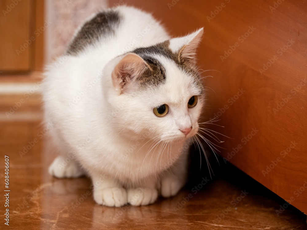 A white spotted cat with an attentive look sits on the floor near the bedside table in the room
