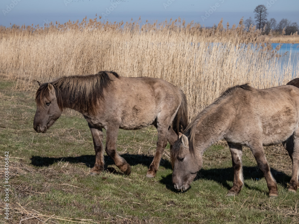 Fototapeta premium Grey and black Semi-wild Polish Konik horses eating grass next to a river in a floodland meadow with green vegetation in summer. Wild horse reintroduction