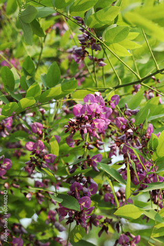 Tropical flowering tree (Millettia brandisiana) from Southeast Asia photo