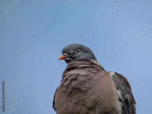 The common wood pigeon or woodpigeon (Columba palumbus) sitting on a cable with blue sky in background