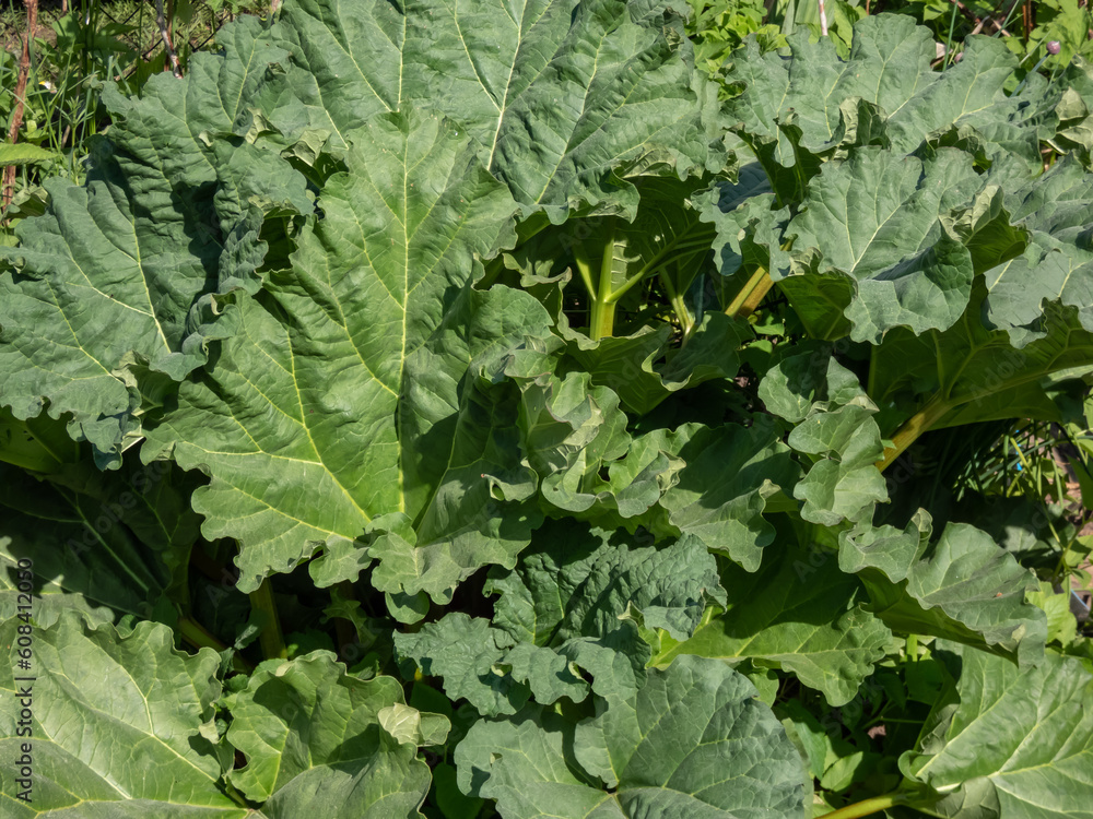 Rhubarb plant growing in the garden with edible stalks and green leaves in the garden in bright sunlight Rhubarb plant growing in the garden with edible stalks and green leaves in the garden in bright sunlight