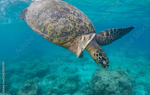 green sea turtle