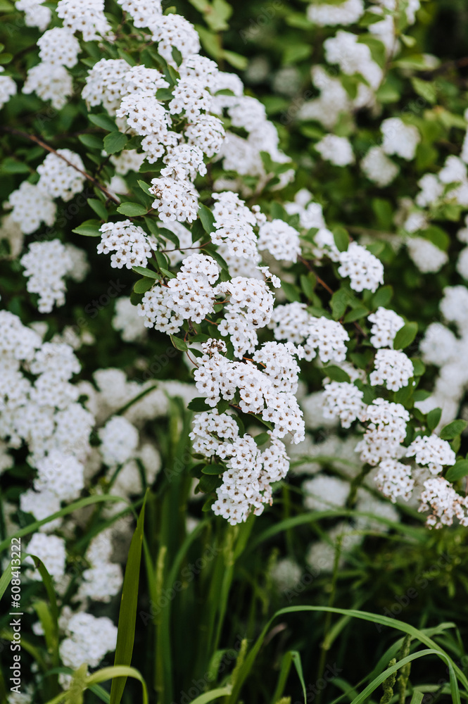 Blooming flowers of white smooth hydrangea on a bush. Photography, nature. Blooming flowers of white smooth hydrangea on a bush. Photography, nature.