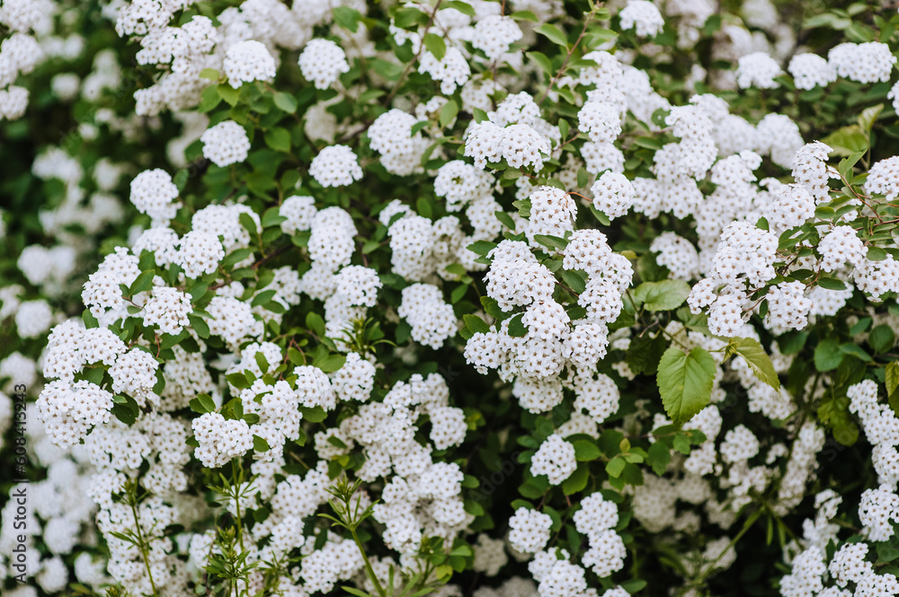 Blooming flowers of white smooth hydrangea on a bush. Close-up photography, nature. Blooming flowers of white smooth hydrangea on a bush. Close-up photography, nature.