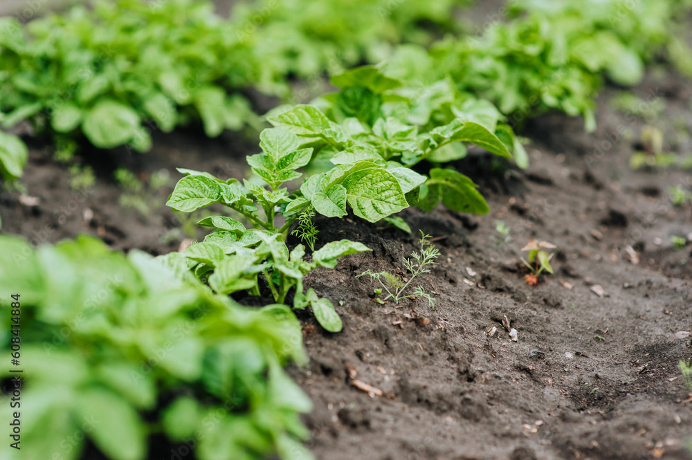 Green bushes of a potato plant grow in a garden on a plantation. Close-up photography, nature, food growing, agriculture. Green bushes of a potato plant grow in a garden on a plantation. Close-up photography, nature, food growing, agriculture.