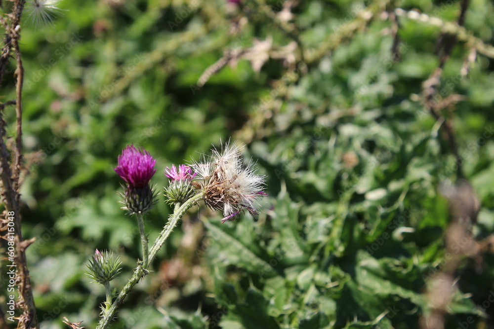 Wildblumensamen im Wind. Schöne Natur. Vermehrung durch Samen. Verschwommener Hintergrund. Sommer auf der Wiese. Minimalistischer Ansatz. Makrofotografie der Flora. Krautiger Baum mit Knospen. Wildblumensamen im Wind. Schöne Natur. Vermehrung durch Samen. Verschwommener Hintergrund. Sommer auf der Wiese. Minimalistischer Ansatz. Makrofotografie der Flora. Krautiger Baum mit Knospen.