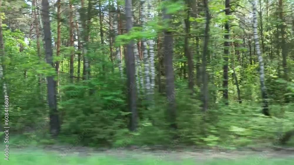 Beautiful green forest in the morning