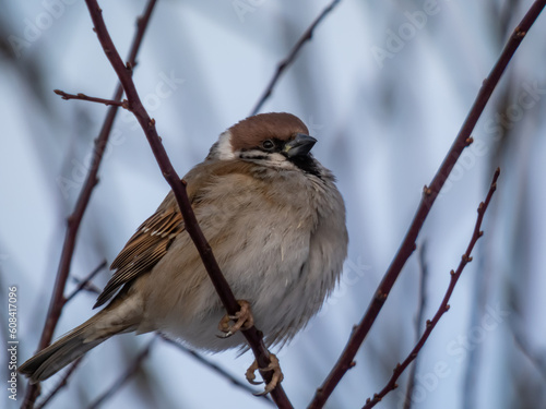 Eurasian tree sparrow (Passer montanus) sitting on a branch in gloomy day. Detailed portrait and plumage on a tree