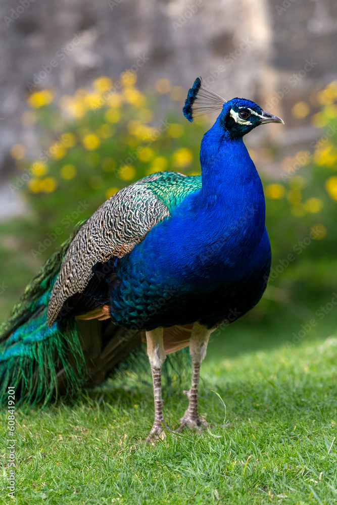 Fototapeta premium Peacock on a summer day in Lisbon