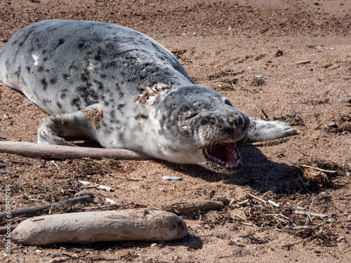 Grey seal pup (Halichoerus grypus) with soft, grey silky fur with dark spots resting on the sand with open mouth in sunlight in the early spring