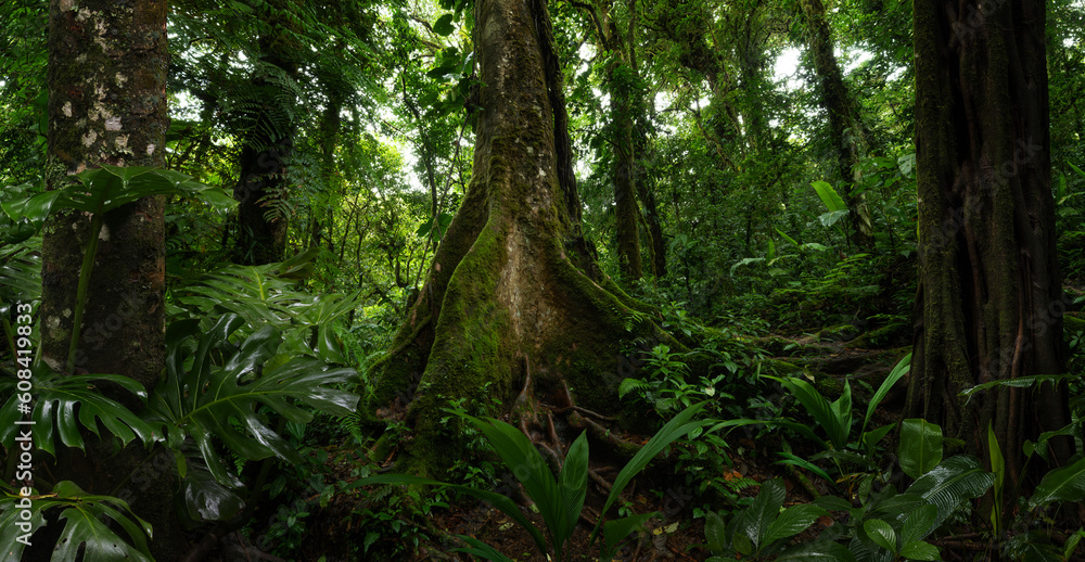 Obraz premium Tropical rain forest in Central America