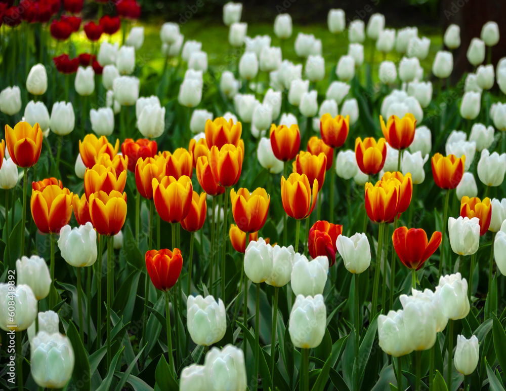 Beautiful blooming red and yellow tulips among white tulips. Beautiful blooming red and yellow tulips among white tulips.