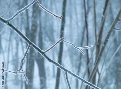Ice covered branch in forest form ice storm © tslphoto