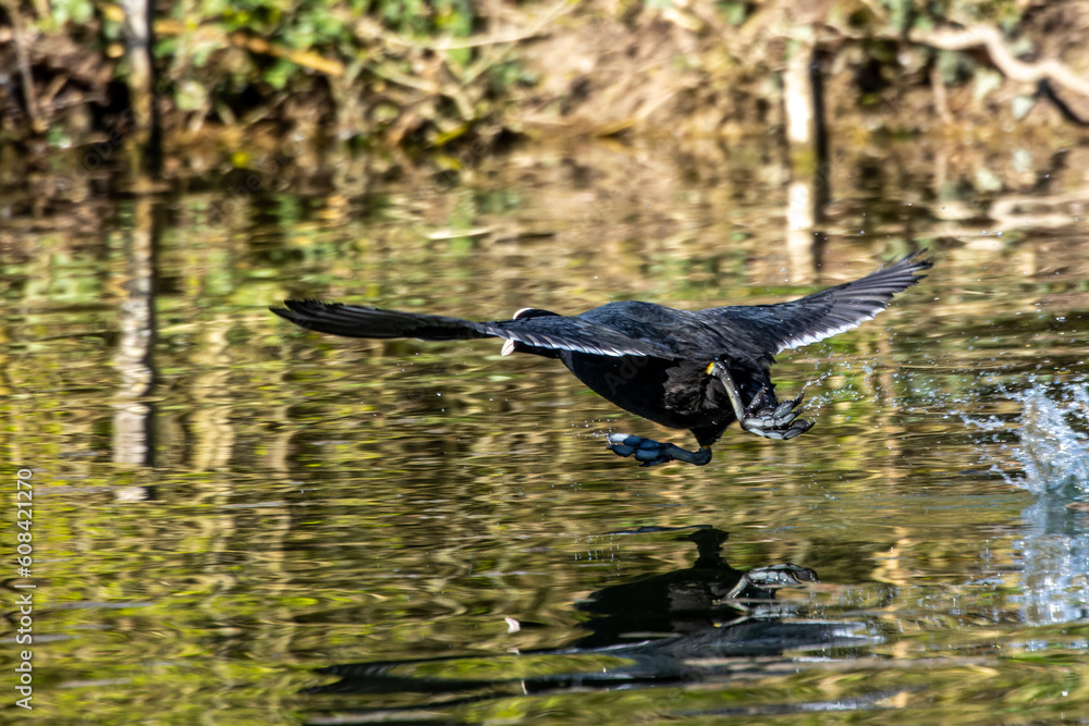 Eurasian coot, Fulica atra chasing each other by running across the water Eurasian coot, Fulica atra chasing each other by running across the water
