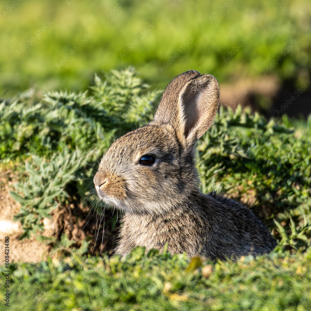 European rabbit, Common rabbit, Oryctolagus cuniculus sitting on a meadow at Munich