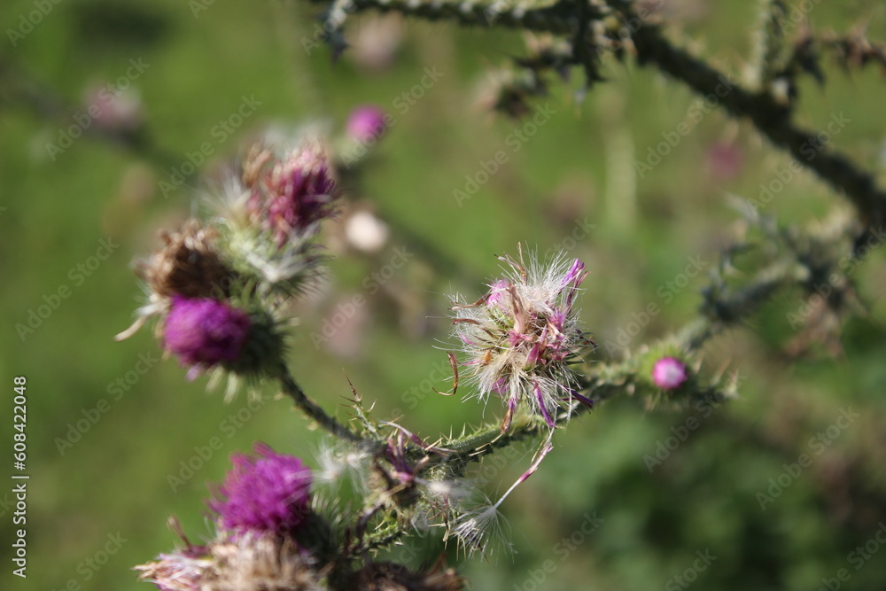 Wildblumensamen im Wind. Schöne Natur. Vermehrung durch Samen. Verschwommener Hintergrund. Sommer auf der Wiese. Minimalistischer Ansatz. Makrofotografie der Flora. Krautiger Baum mit Knospen.