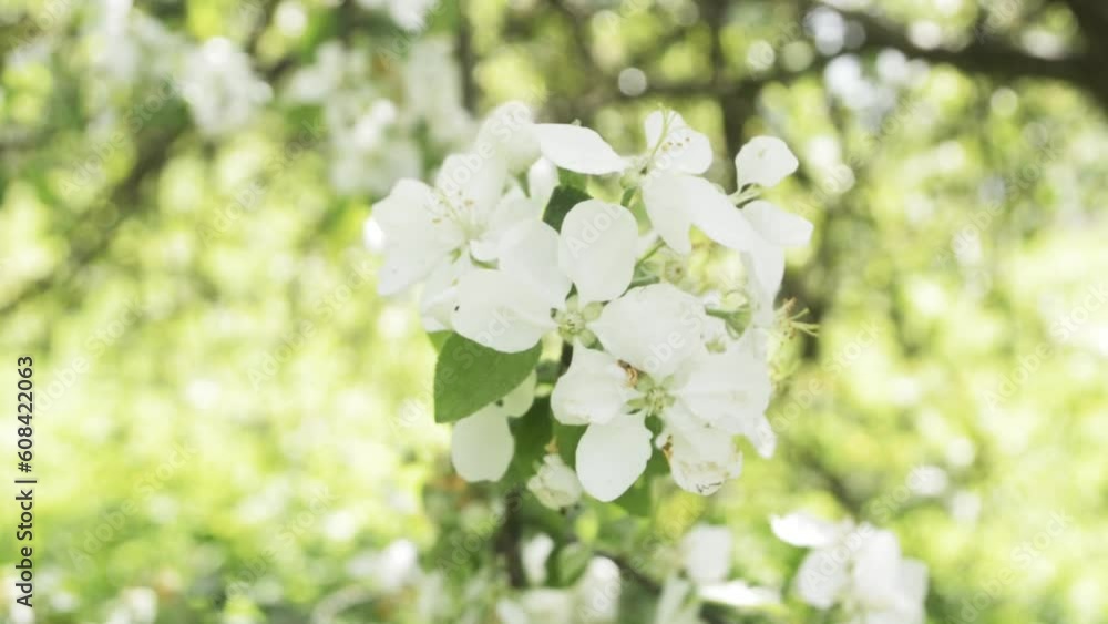 The bud of the apple tree flower swings in the wind in spring. The bud of the apple tree flower swings in the wind in spring.