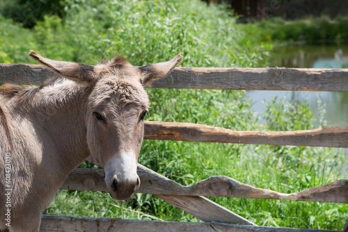 Curious beautiful donkeys behind the fence. © fotodiya83