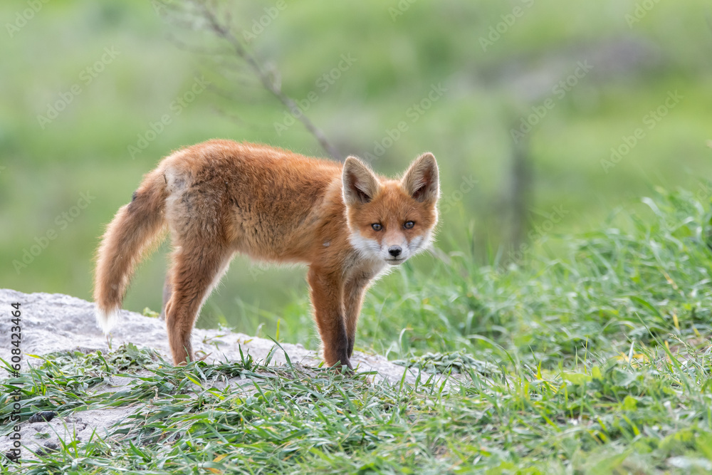 A fox cub near the burrow A fox cub near the burrow