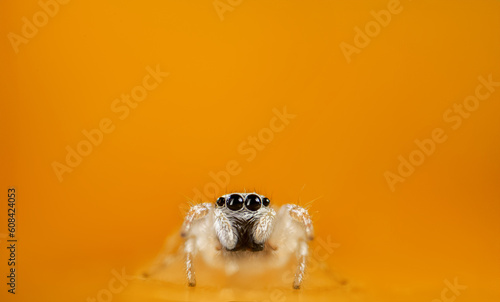 Fototapeta Naklejka Na Ścianę i Meble -  Macro  on Hyllus semicupreus Jumping Spider. This spider is known to eat small insects like grasshoppers, flies, bees as well as other small spiders.