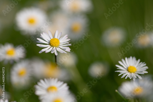 White daisies grow in a meadow in summer. One bloom is sharp and dense. All other flowers are out of focus and form the background.