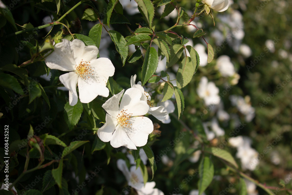 Flowers Flowers