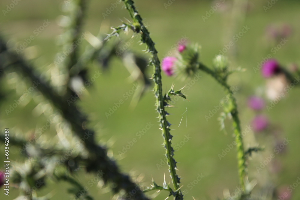 Grün im Hintergrund. Schöne Natur. Herbstszene. Freiheit. Dorniger Kletten Zweig. Landschaftsfotografie. Minimalistischer Ansatz. Grünes Gras. Buschige Pflanzen. Verschwommener Hintergrund. Blühen. Grün im Hintergrund. Schöne Natur. Herbstszene. Freiheit. Dorniger Kletten Zweig. Landschaftsfotografie. Minimalistischer Ansatz. Grünes Gras. Buschige Pflanzen. Verschwommener Hintergrund. Blühen.