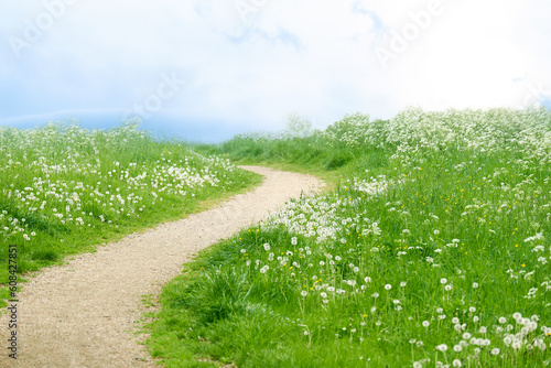 Summer landscape with, narrow winding, curvy sandy road cross green field of blooming flowers and clear blue sky