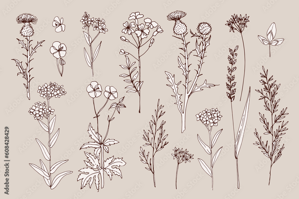 Wild flowers and meadow grasses. Summer field flowers. Botanical illustration. Vector line sketch