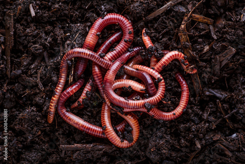 Canvas-taulu Many living earthworms for fishing in the soil, background
