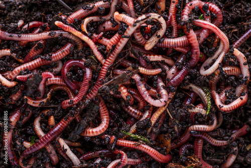 Many living earthworms for fishing in the soil, background