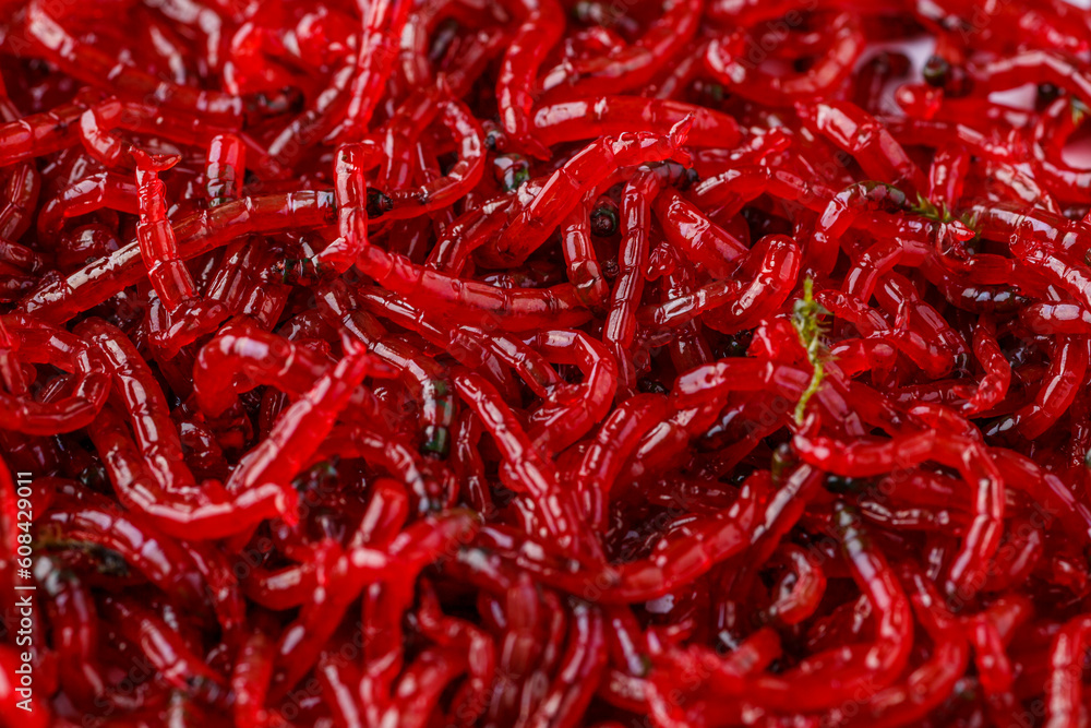 Red bloodworm, background. Bait for winter fishing. Background of bait for winter fishing.bunch of small red mosquito larvae bloodworm.Macro Red bloodworm, background. Bait for winter fishing. Background of bait for winter fishing.bunch of small red mosquito larvae bloodworm.Macro