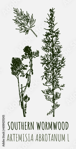 Vector drawings SOUTHERN WORMWOOD. Hand drawn illustration. Latin name ARTEMISIA ABROTANUM L.
