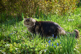 Tabby Maine Coon cat standing in the blooming meadow. Pet walking outdoor adventure. Cat close up.  Domestic cat in the garden