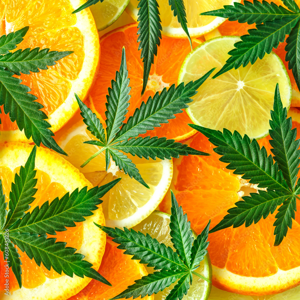 Cannabis bud and leaves with sliced lemon and orange.Green cbd cannabis