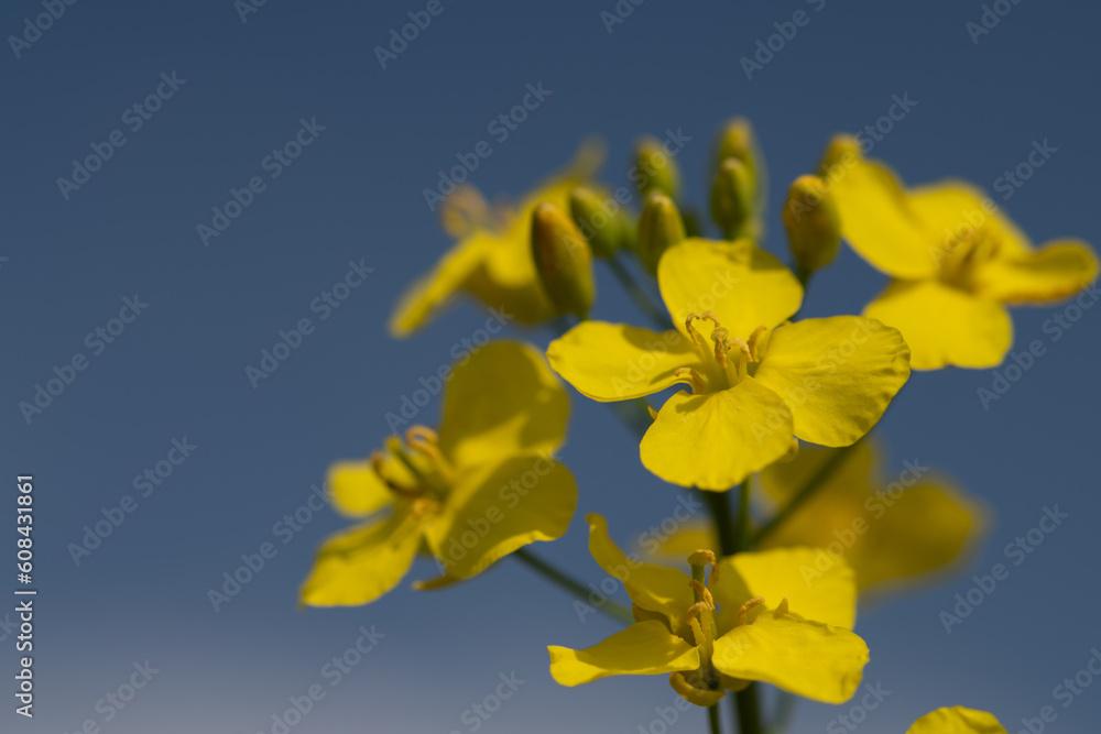 Close-up of a yellow rapeseed flower glowing in the sun against a blue sky.
