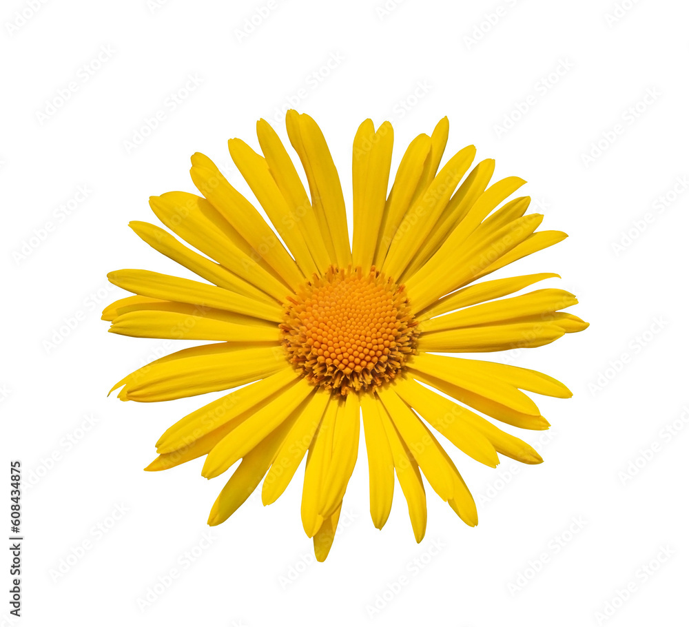 Yellow daisy. Yellow Doronicum orientale flower isolated on transparent background. Design object with clipping path