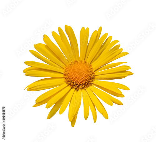 Yellow daisy. Yellow Doronicum orientale flower isolated on transparent background. Design object with clipping path