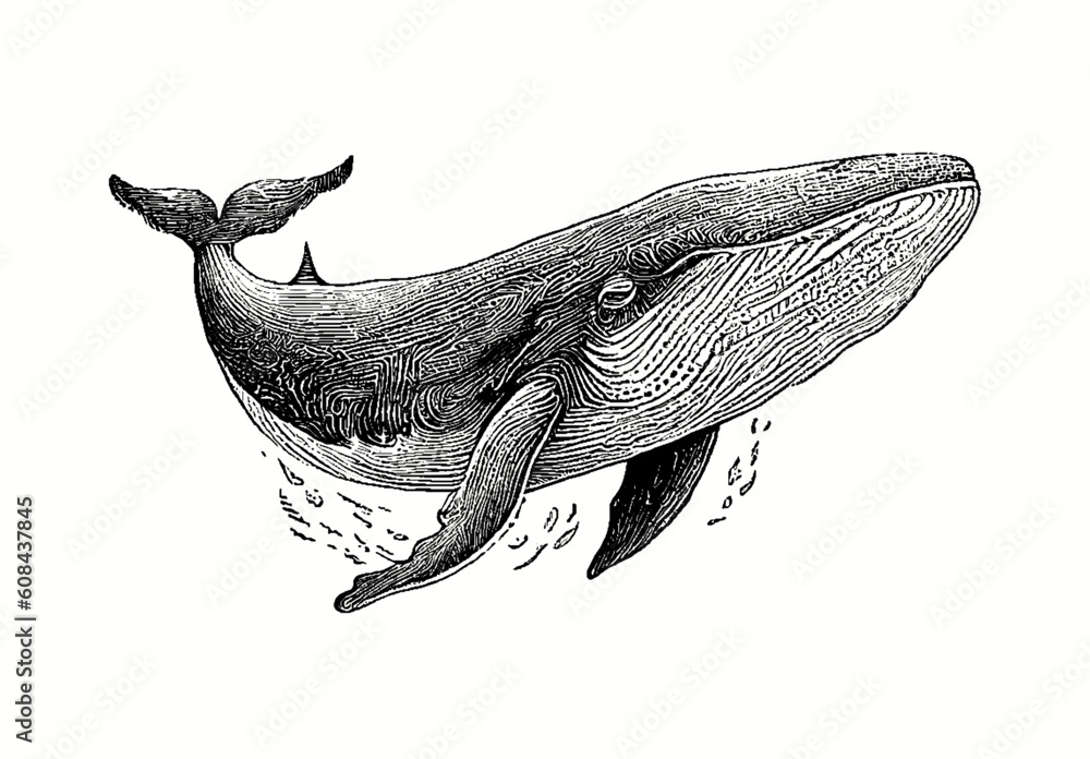 Obraz premium Big whale isolated on a isolated background, sketch, engraving, big whale, sperm whale. Vector